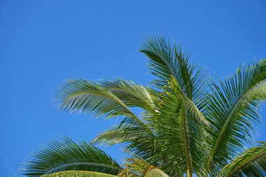 Mavi gökyüzüne karşı palmiye ağaçları        