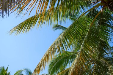 Mavi gökyüzüne karşı palmiye ağaçları        