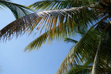 Mavi gökyüzüne karşı palmiye ağaçları        