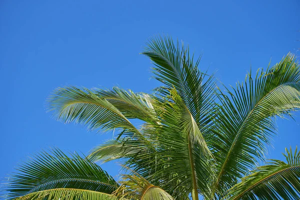 Palme Contro Cielo Blu — Foto Stock