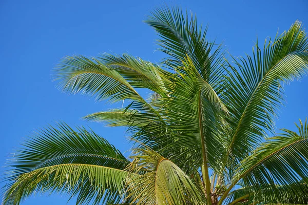 Palme Contro Cielo Blu — Foto Stock