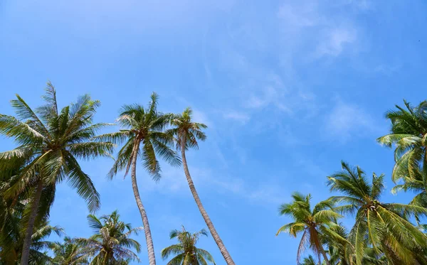 Palme Contro Cielo Blu — Foto Stock