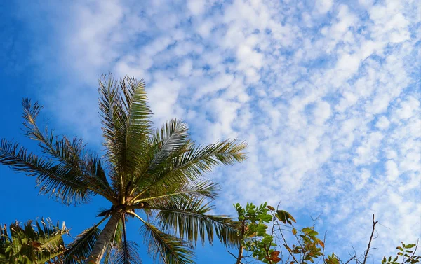 Palme Contro Cielo Blu — Foto Stock