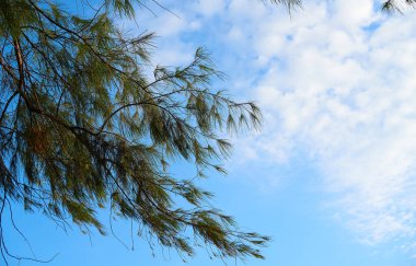 bir ağaç dalı gökyüzüne