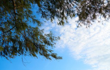 bir ağaç dalı gökyüzüne