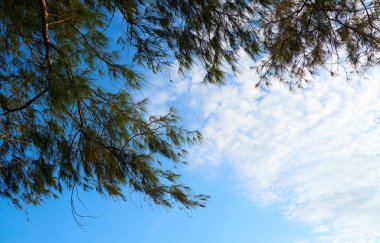 bir ağaç dalı gökyüzüne