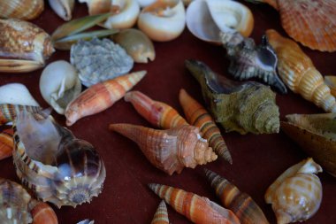 deniz kabukları yakın görünüm 