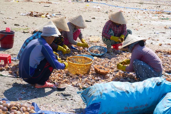 Азиаты Собирают Морских Улиток Пляже — стоковое фото