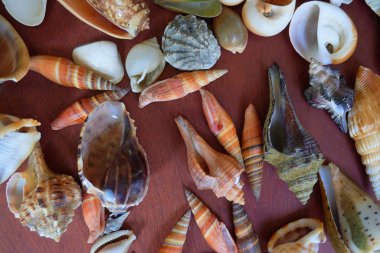 deniz kabukları yakın görünüm 