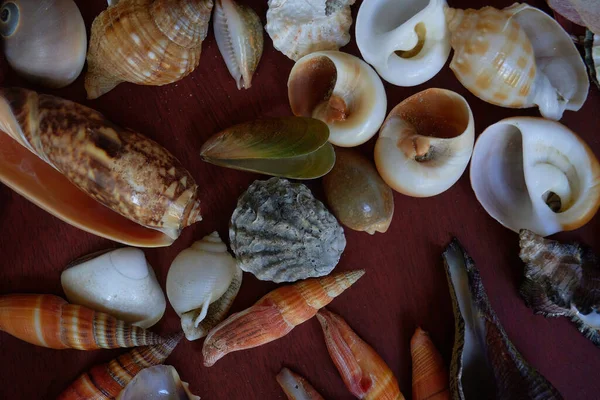 Seashells Close View — Stock Photo, Image