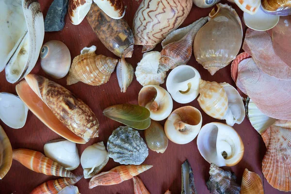 Seashells Close View — Stock Photo, Image