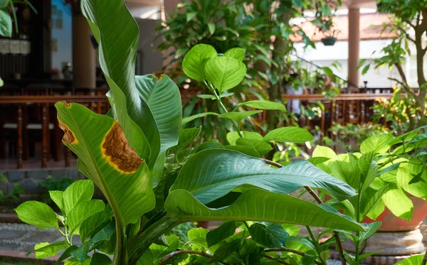 Тропические Растения Саду — стоковое фото