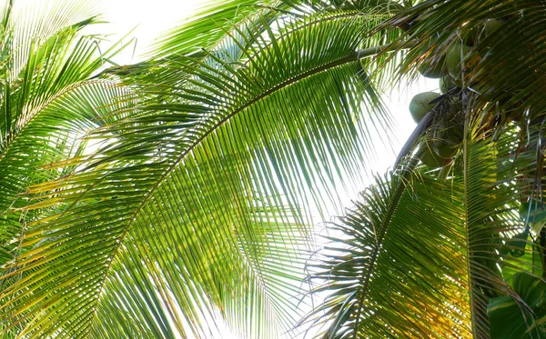 Vista Dal Basso Delle Palme Con Sole Splendente — Foto Stock