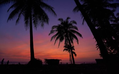 Vietnam 'da günbatımı ağaçları