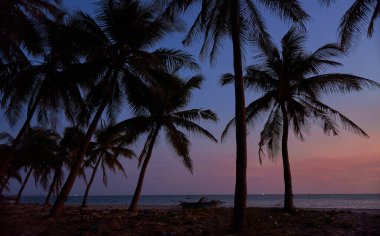 Vietnam 'da günbatımı ağaçları