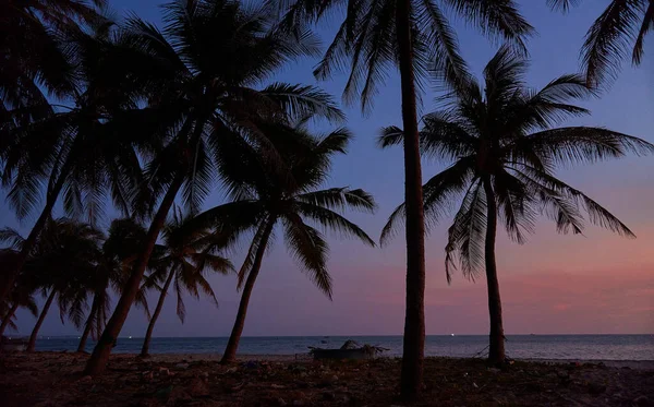 Vietnam 'da günbatımı ağaçları