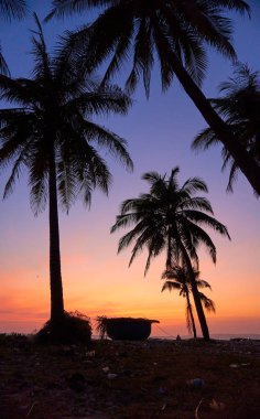 Vietnam 'da günbatımı ağaçları