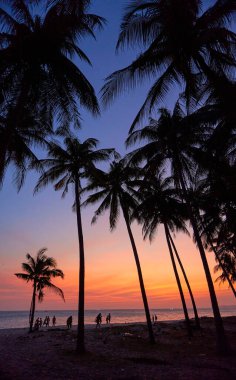 Vietnam 'da günbatımı ağaçları