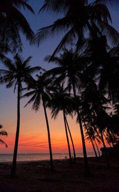 Vietnam 'da günbatımı ağaçları