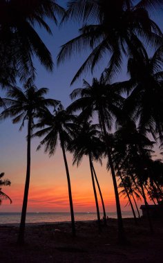 Vietnam 'da günbatımı ağaçları