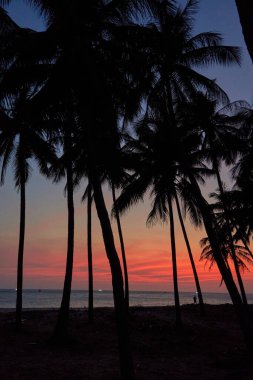 Vietnam 'da günbatımı ağaçları