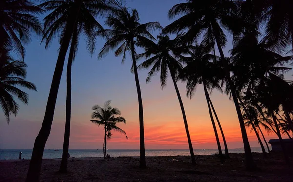 Hermosas Palmeras Puesta Sol Vietnam — Foto de Stock