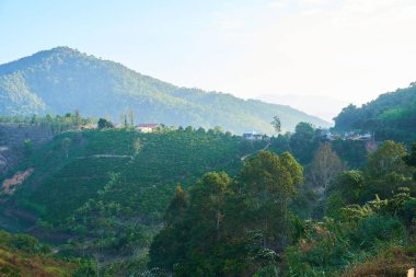 Mauritius adasının güzel doğası