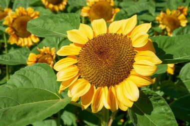 Tropik adada çiçek açan bitkiler, yakın plan.