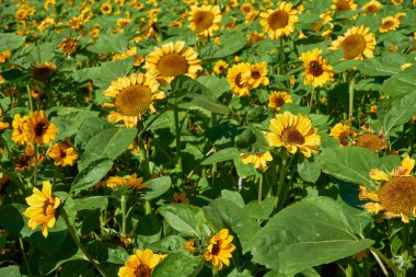 Tropik adada çiçek açan bitkiler, yakın plan.