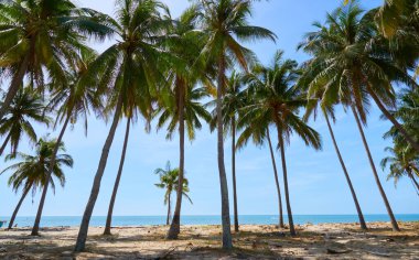Mauritius adasının güzel doğası