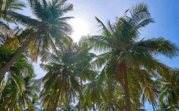 Bella Natura Sull Isola Mauritius — Foto Stock