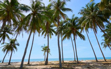 Mauritius adasının güzel doğası