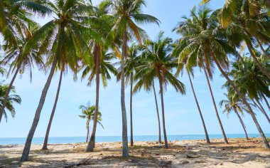 Mauritius adasının güzel doğası