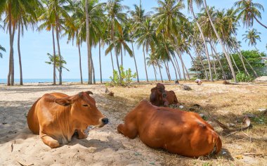 Mauritius adasının güzel doğası