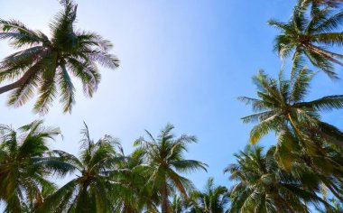 Mauritius adasının güzel doğası