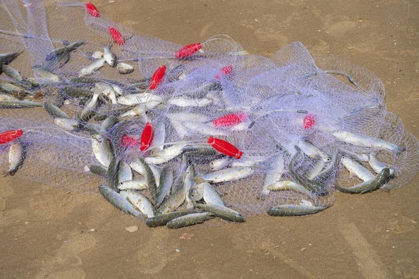 Fish in net laying on beach