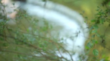 yeşil ağaç ve şelale 