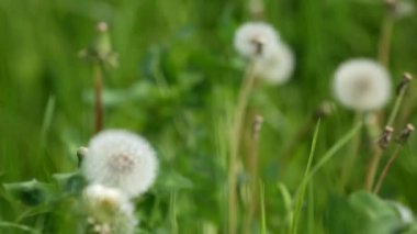 Yeşil çimenli çayırlarda karahindiba, seçici odak