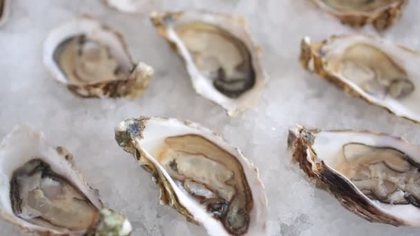 Frische Austern Den Schalen Liegen Auf Eis — Stockvideo