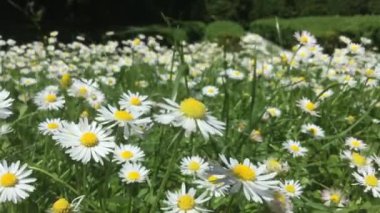 Çiçekli papatyaları olan güzel bir bahar çayırı.