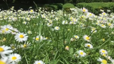 Çiçekli papatyaları olan güzel bir bahar çayırı.