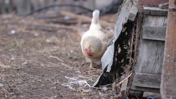 Ayam Merumput Lapangan Pedesaan Pada Waktu Siang — Stok Video