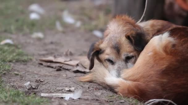 paysage rural avec chien triste en laisse