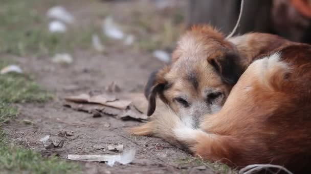 Сільський Пейзаж Сумною Собакою Повідку — стокове відео