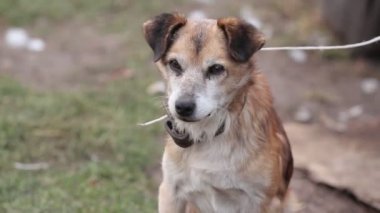 Eski ahşap çitlerin yanında tasmalı, üzgün bir köpekle kırsal alan.
