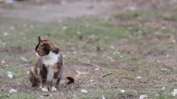 Кіт Сидить Траві Пасують Кури Фоні — стокове відео