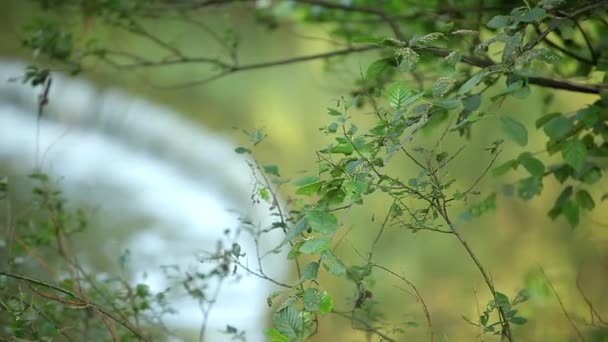 Schöne Natur Hintergrund Mit Fließendem Wasser Und Bäumen Äste — Stockvideo