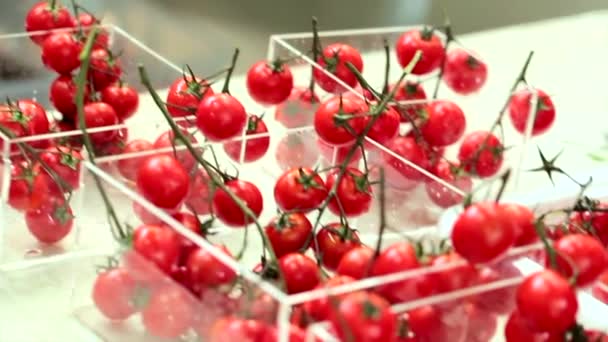 Tomates Fresas Aceitunas Catering — Vídeos de Stock
