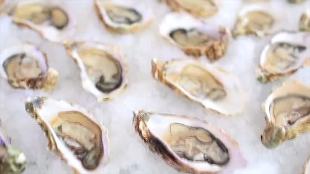 Bel Filmato Ostriche Sul Ghiaccio Delizioso Antipasto Pesce — Video Stock