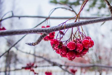 Bir dalda donmuş bir Rowan.